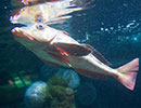 Red Gurnard