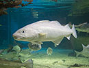 Gilt Head Sea Bream