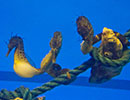Big Bellied Seahorse