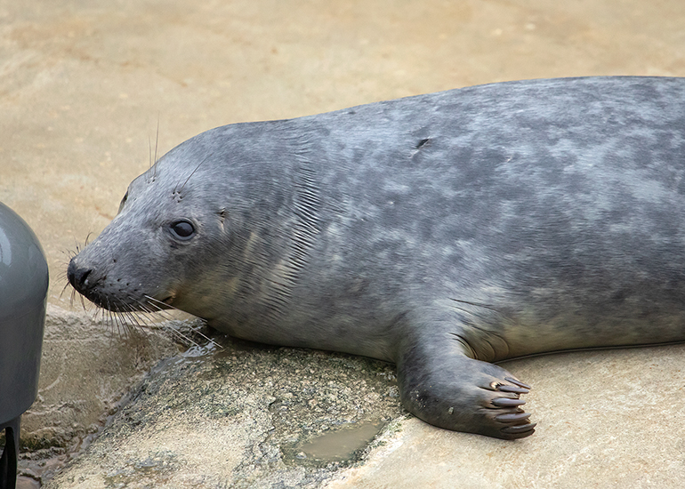 Eeyore, rescued seal pup