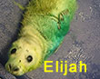 Elijah, a rescued grey seal pup from the 2017/18 season