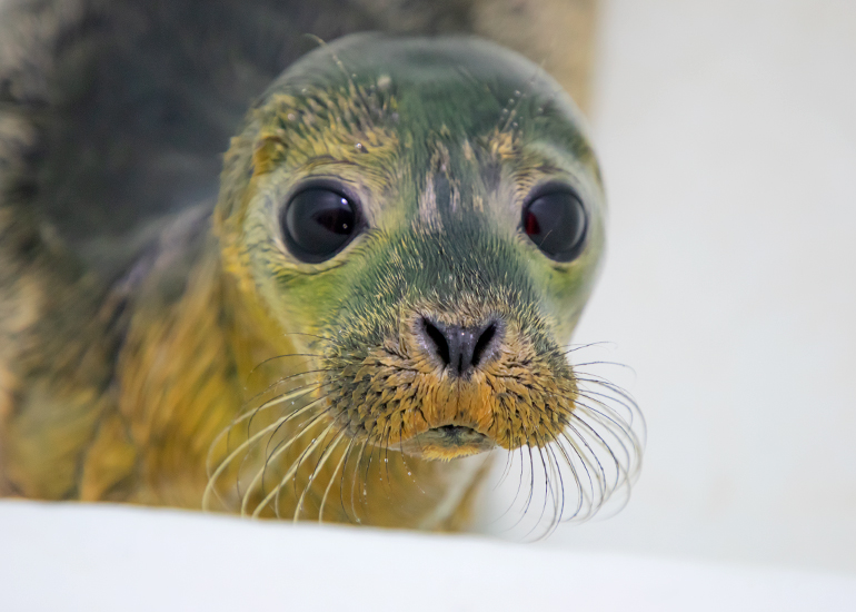 Elvis - photo taken on 14th July 2019