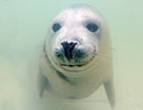 Photo Copyright of Linda Emery