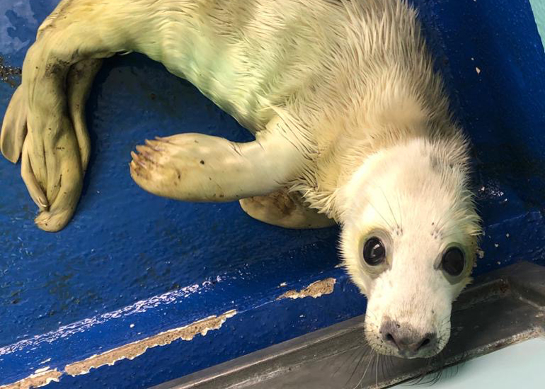 Empanada - Photo credit - Animal Care Team