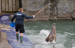 The Animal Care Team have an Enrichment programme for all the residents at the Sanctuary - December 2019