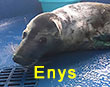Enys, a rescued grey seal pup from the 2017/18 season