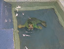 Erica, a rescued grey seal pup from the 2013/14 season