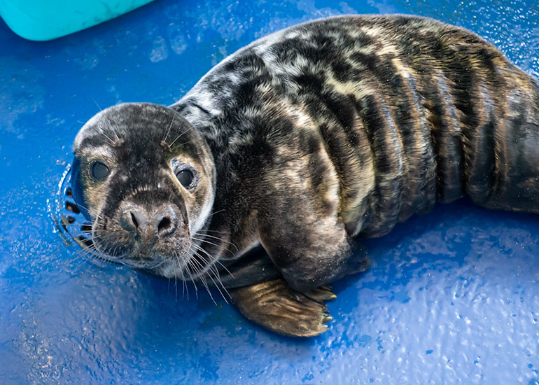 Erik the Viking, rescued seal pup