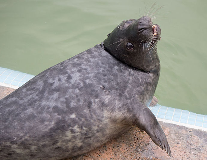 Euchre a rescued grey seal pup from the 2015/16 season