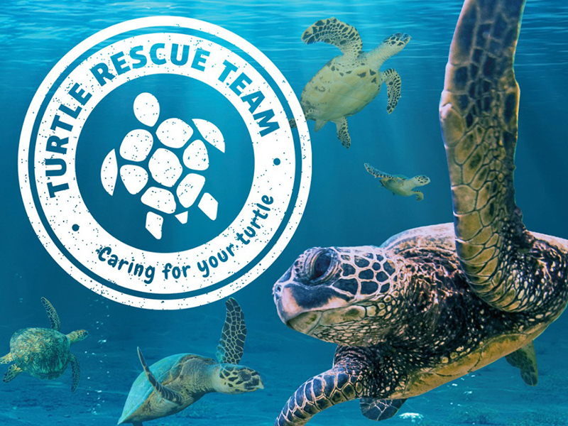 Caring for the Turtles!
