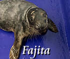 Fajital