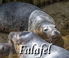 Falafel