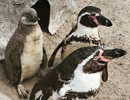 Penguins - 26th July 2020