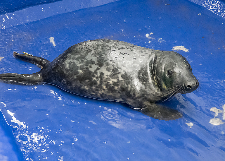 Father Christmas, rescued seal pup