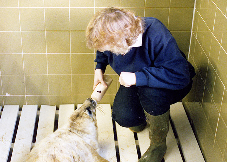 Feeding seal pups - 1992
