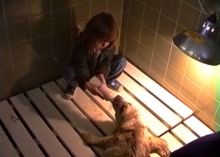 Feeding seal pups - 1992