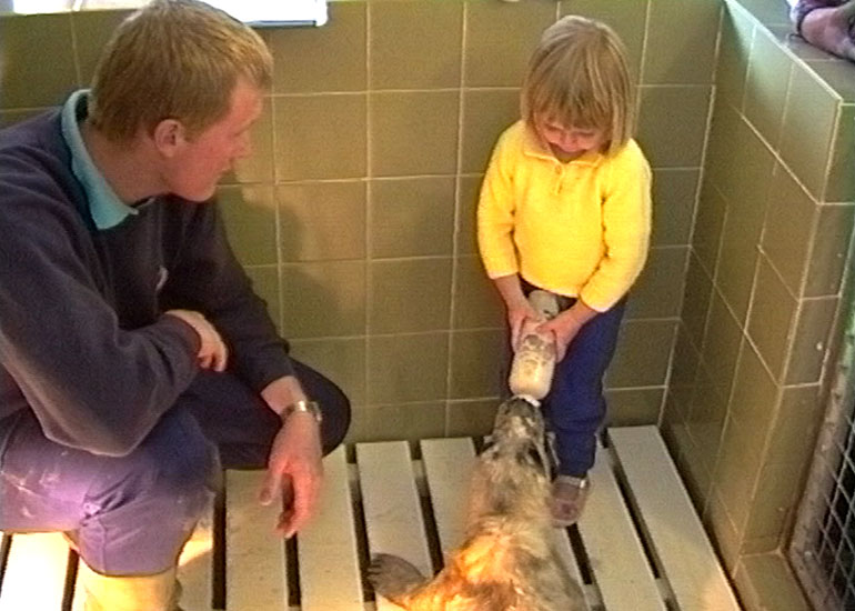 Feeding seal pups - 1992