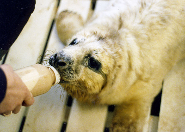 Feeding seal pups - 1992