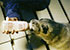 Feeding seals in 1992