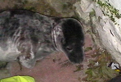 Photo of Felix taken by Tim Bain