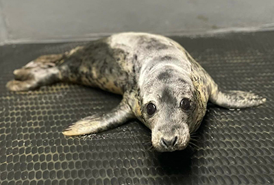 Photo credit - Alison Davey - BDMLR