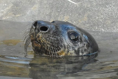 Fiyero - Photo credit - George Tyrone Deacon - BDMLR