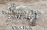 Rescued Seal Pup - Bella - 27th April 2018