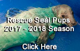 Rescued Seal Pups 2017-18 Season Photos