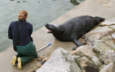 Flipper