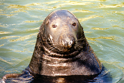 Flipper