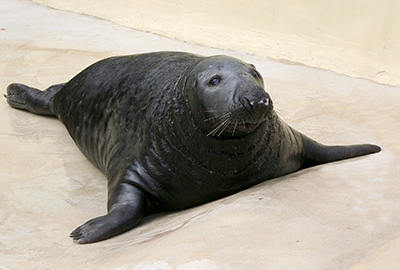 Flipper