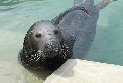 Flipper