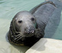 Flipper