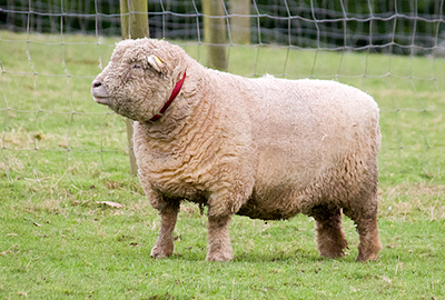 Florence, Miniature South Downs Sheep