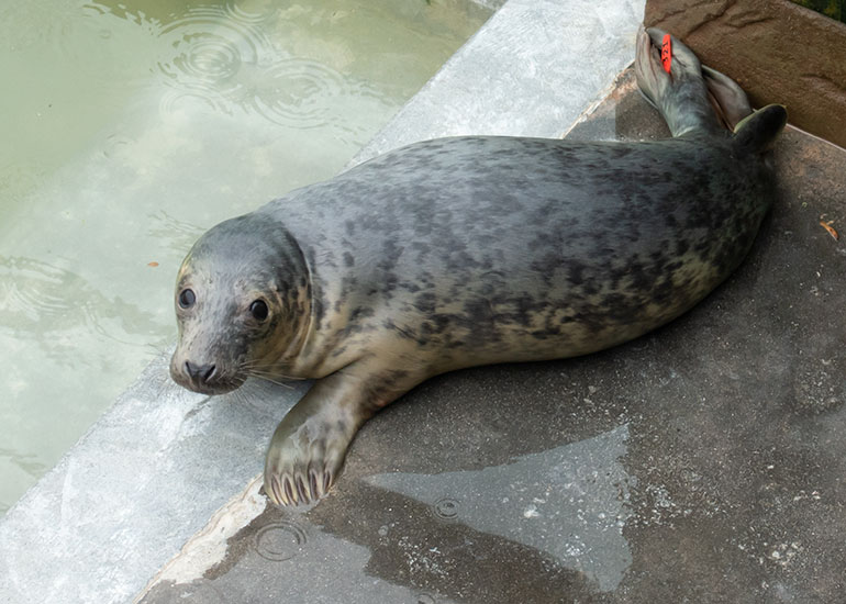 Footloose, rescued seal pup