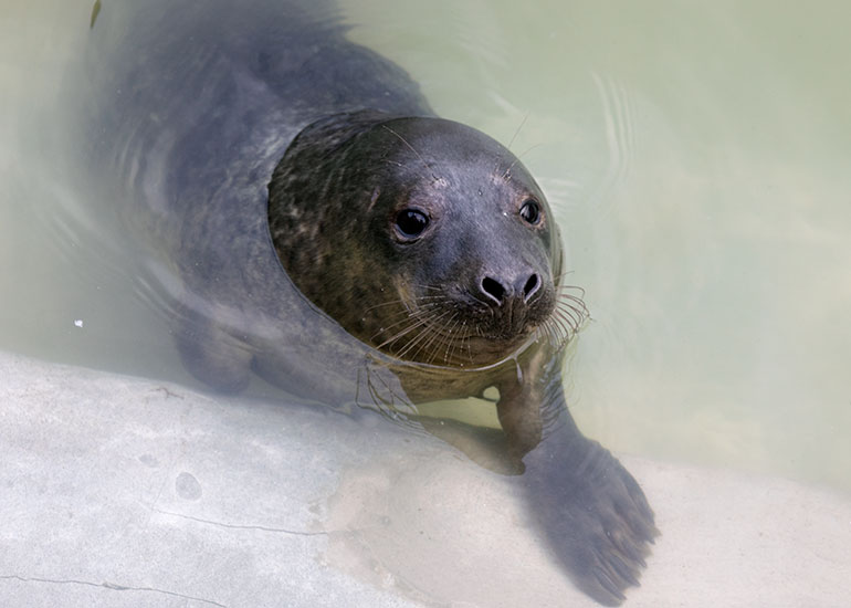 Freddie Mercury, rescued seal pup