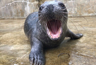 French Fry - Photo Credit - Animal Care Team
