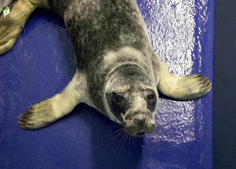 French Fry, rescued seal pup