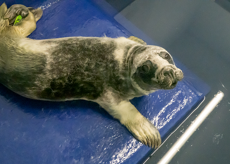 French Fry, rescued seal pup