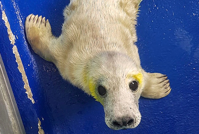 French Fry