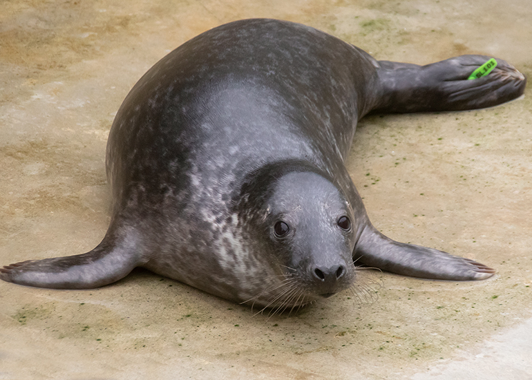 French Fry, rescued seal pup