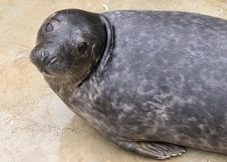 French Fry, rescued seal pup