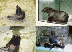 Fur Seals