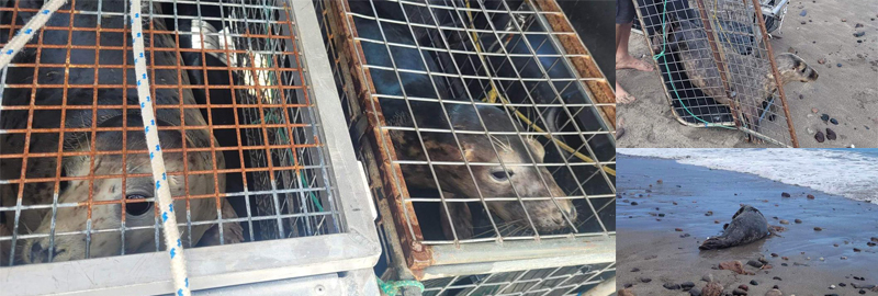 Garlicalong with Sesame  were released back into the wild on 17th April 2023 at Kennack Sands