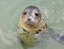 Gemini, a rescued grey seal pup from the 2013/14 season