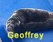 Geoffrey, a rescued grey seal pup from the 2017/18 season