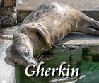 Gherkin