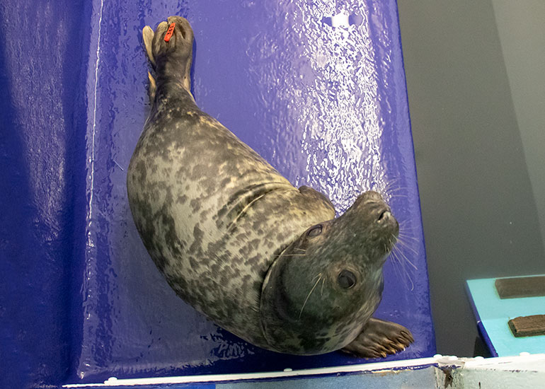 GI Joe, rescued seal pup
