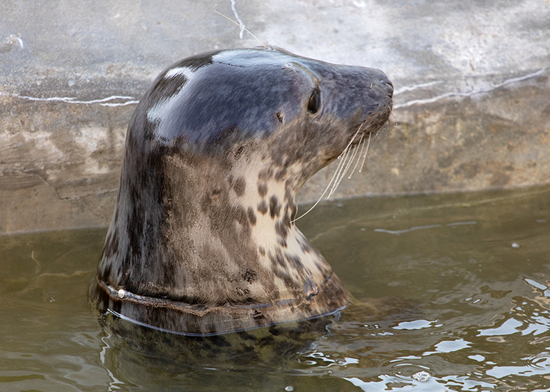 GI Joe, rescued seal pup