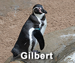 Gilbert